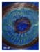 103.ML_EyeofIvan